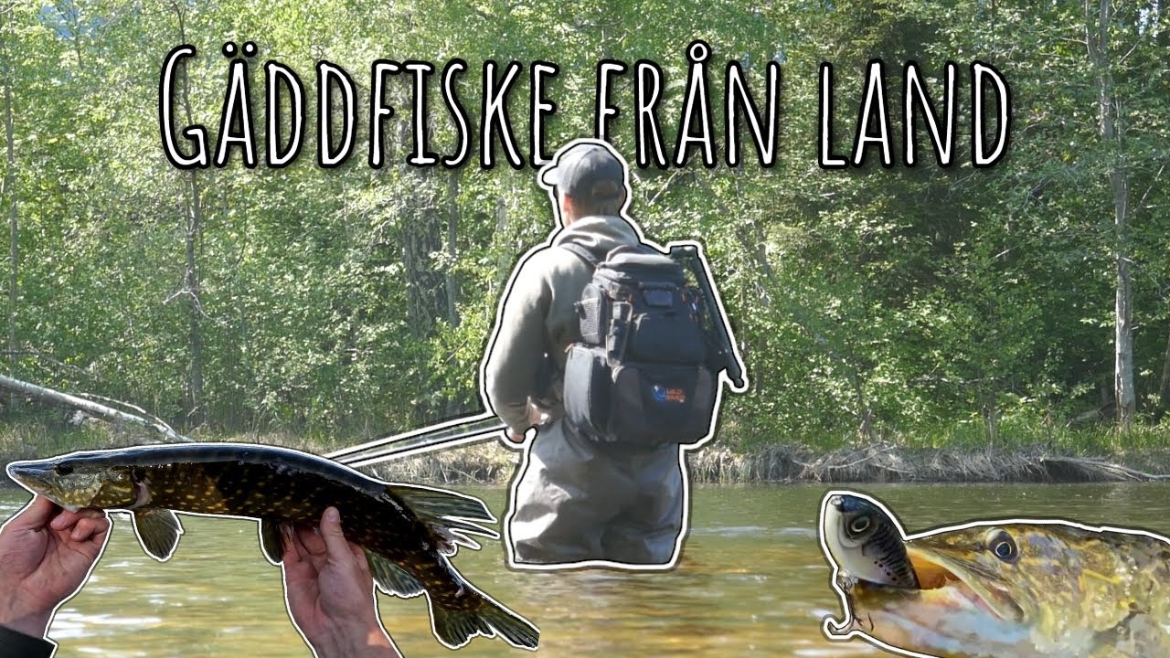 Gäddfiske från land