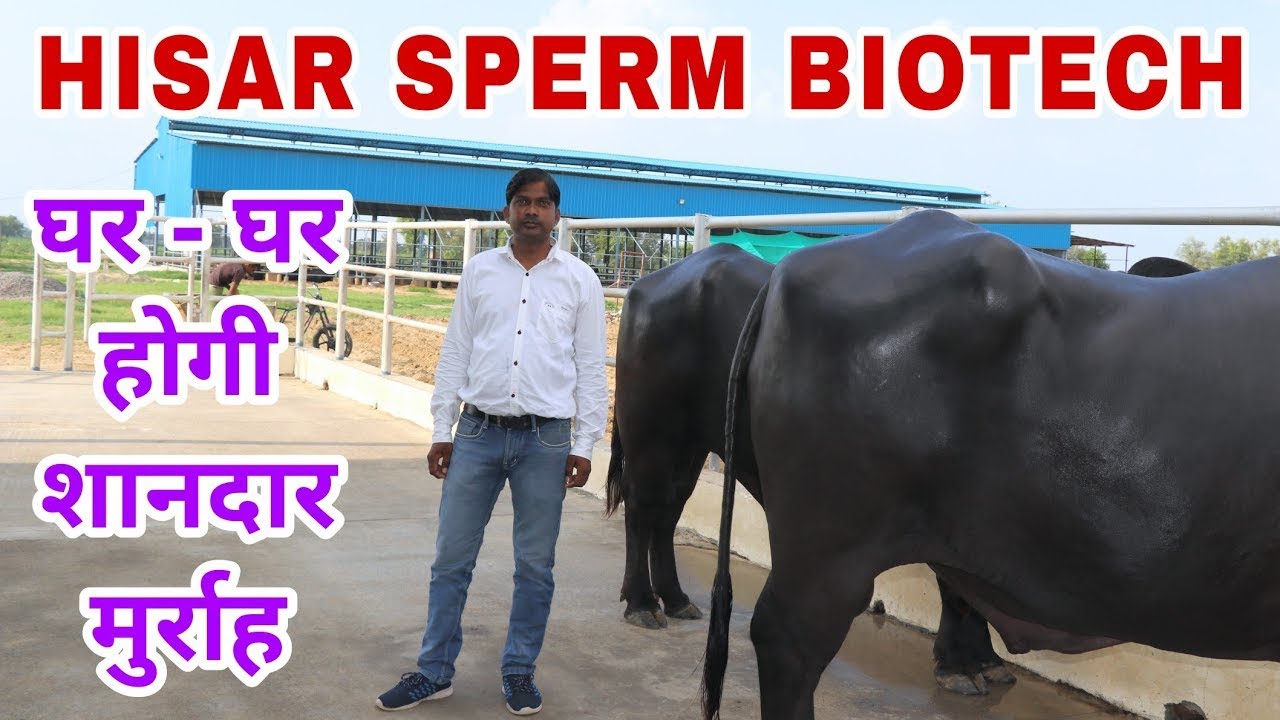 Semen Station   Hisar Sperm Biotech   India's Top Murrah Bull at this Station with 22+ Milk Capacity