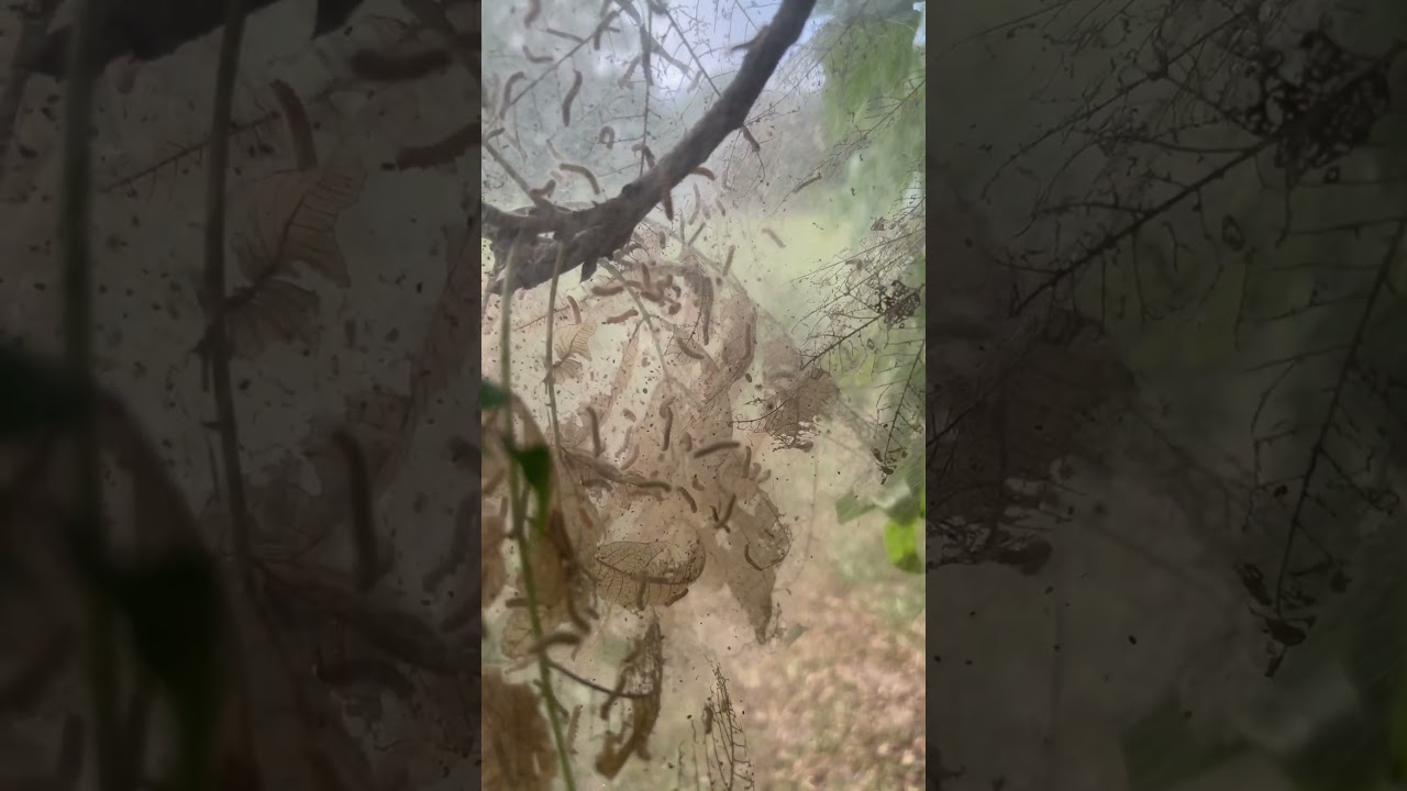 Pecan tree bag worms #offgrid #tree #nuts #pecans #insects #georgia #worms #china #asia #food #cali