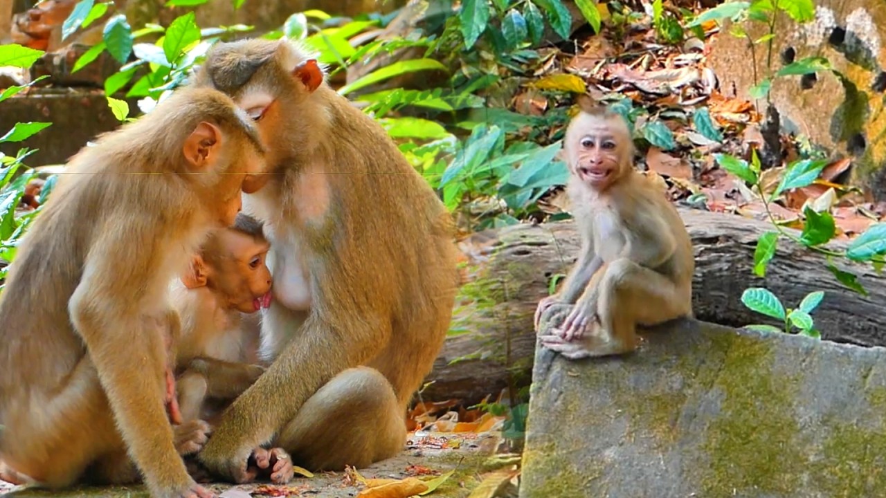 Monkey baby Lynx tries to comfort his mom, Luna, breastfeeding him until he was done.💞🥭