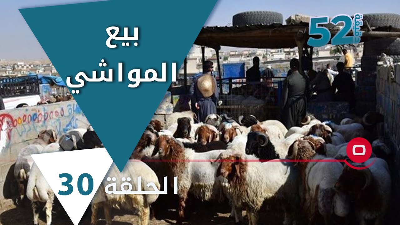 بيع المواشي في العراق - 52 دقيقة م٥ - حلقة ٣٠