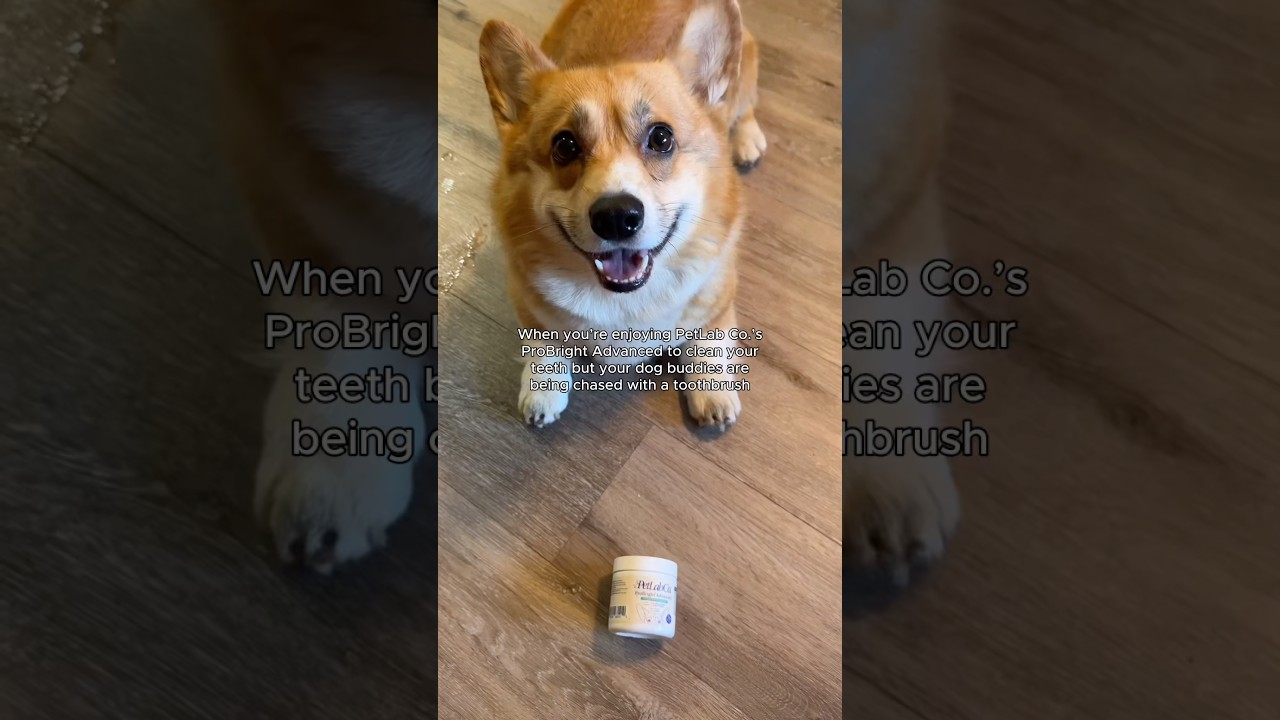 The Dental Routine Every Dog Parent Needs