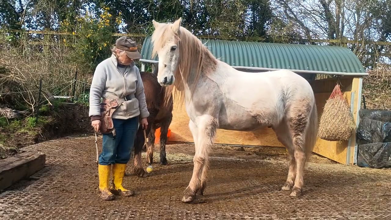 2026.02.21 Tiger pause training and Bandit shoulder mobilisation 