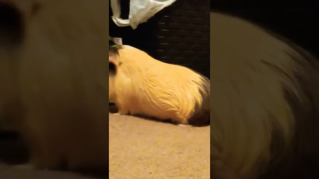 ChLoE Mama #animals #cute #foryou #shorts #challenge