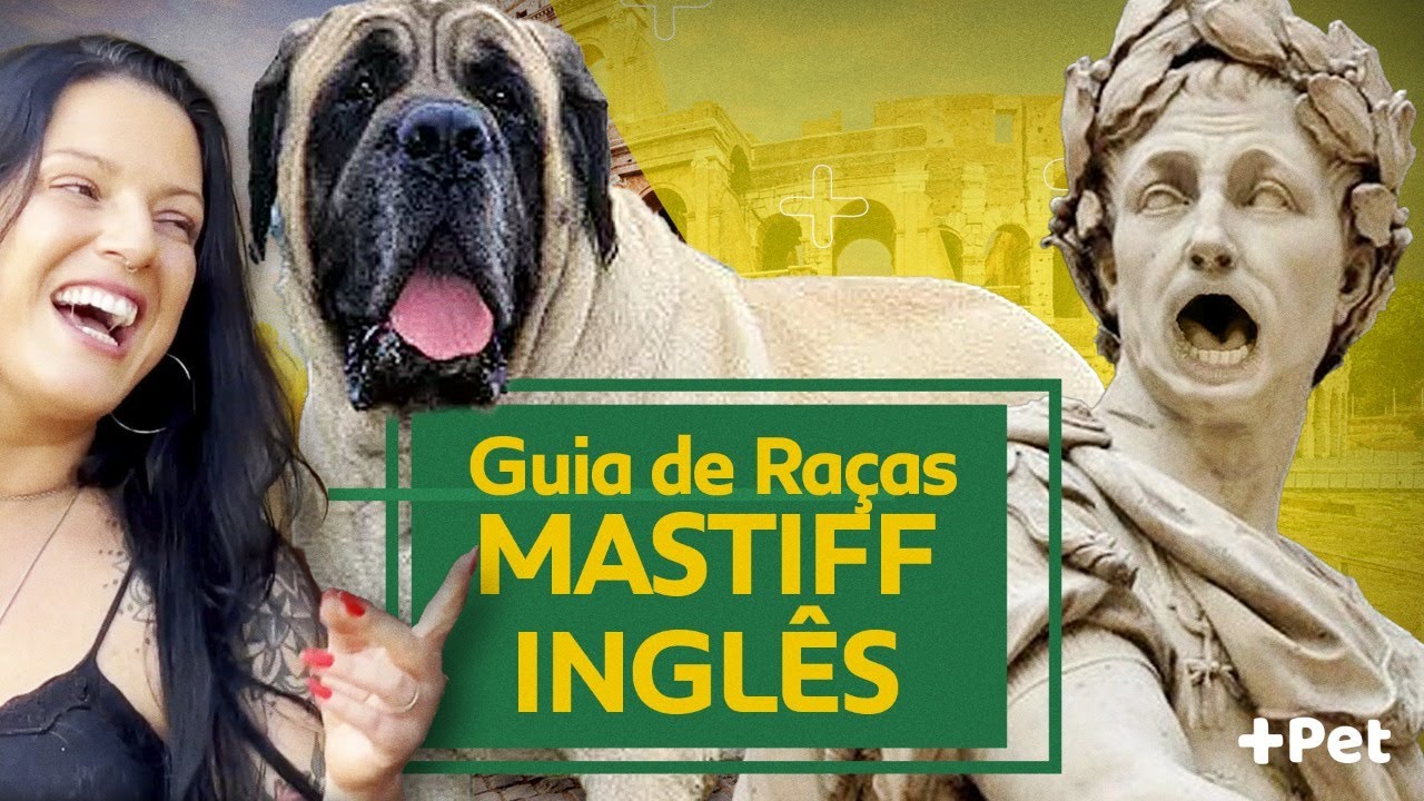 MASTIFF INGLÊS, O GIGANTE QUE ASSUSTOU JÚLIO CÉSAR! | CANAL MAIS PET