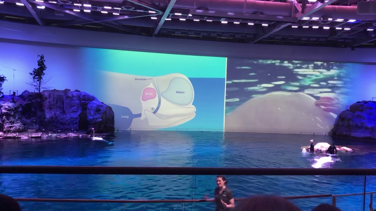 Shedd Aquarium Chicago June 2019 Beluga Whale Show!!!