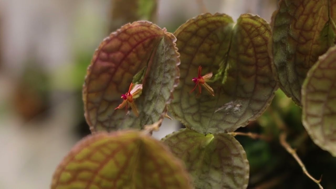 Lepanthes tentaculata Species Spotlight February 14, 2023