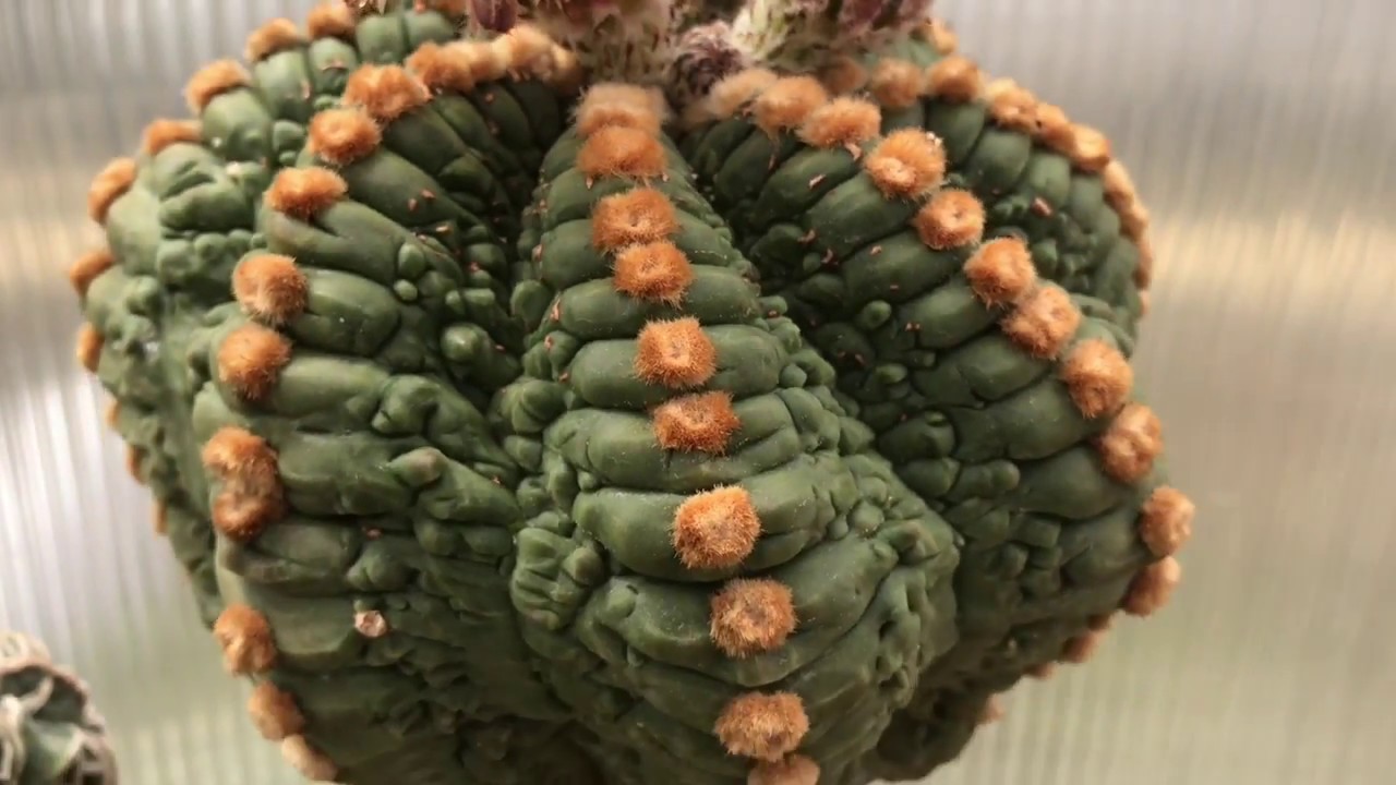 StarAstrophytum 2018