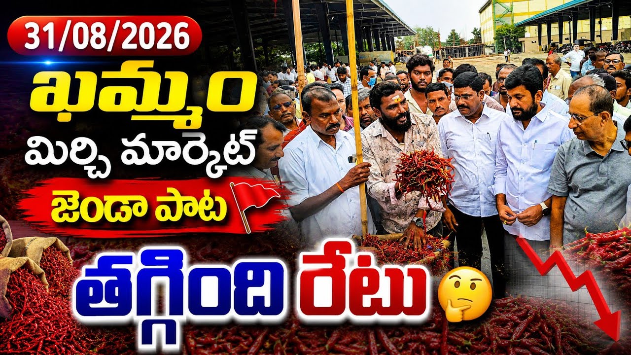 31/08/2026 khammam mirchi market price khammam mirchi market today #dharalu #mirchi#mirchiratetoday