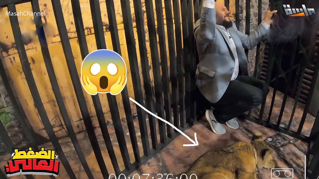 الأسد دخل القفص مع غزي 😱 حاول يتمالك نفسه لكن كان بيروح فيها 🥺