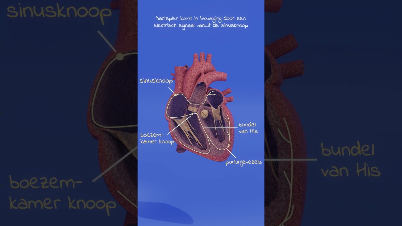 De sinusknoop fungeert als de natuurlijke pacemaker van het hart - MBO medische biologie &ndash; #anatomie
