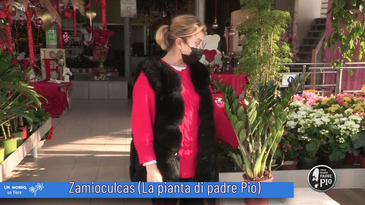 Zamioculcas  - La pianta di Padre Pio (Un giorno, un fiore 18 Febbraio 2022)