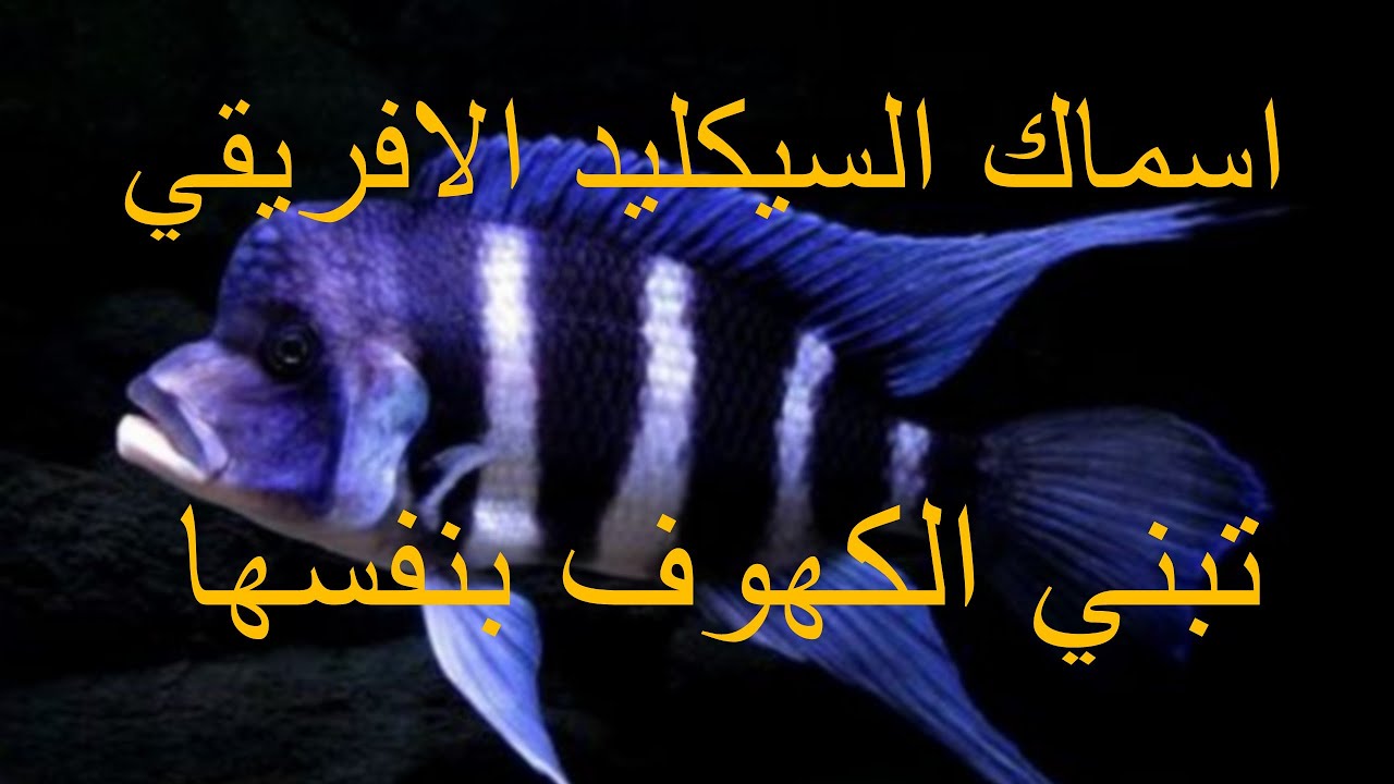 اسماك السيكليد وبناء الكهوف