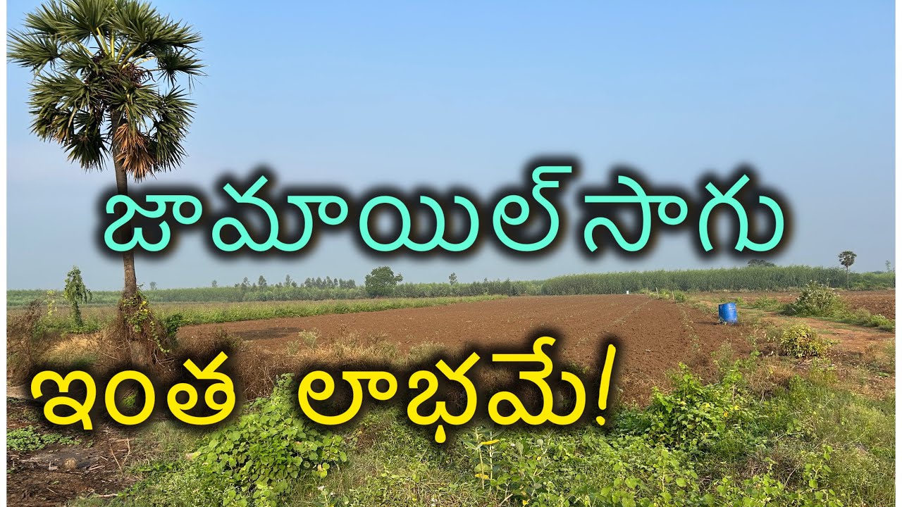 లాభాల్లో జామాయిల్ సాగు 