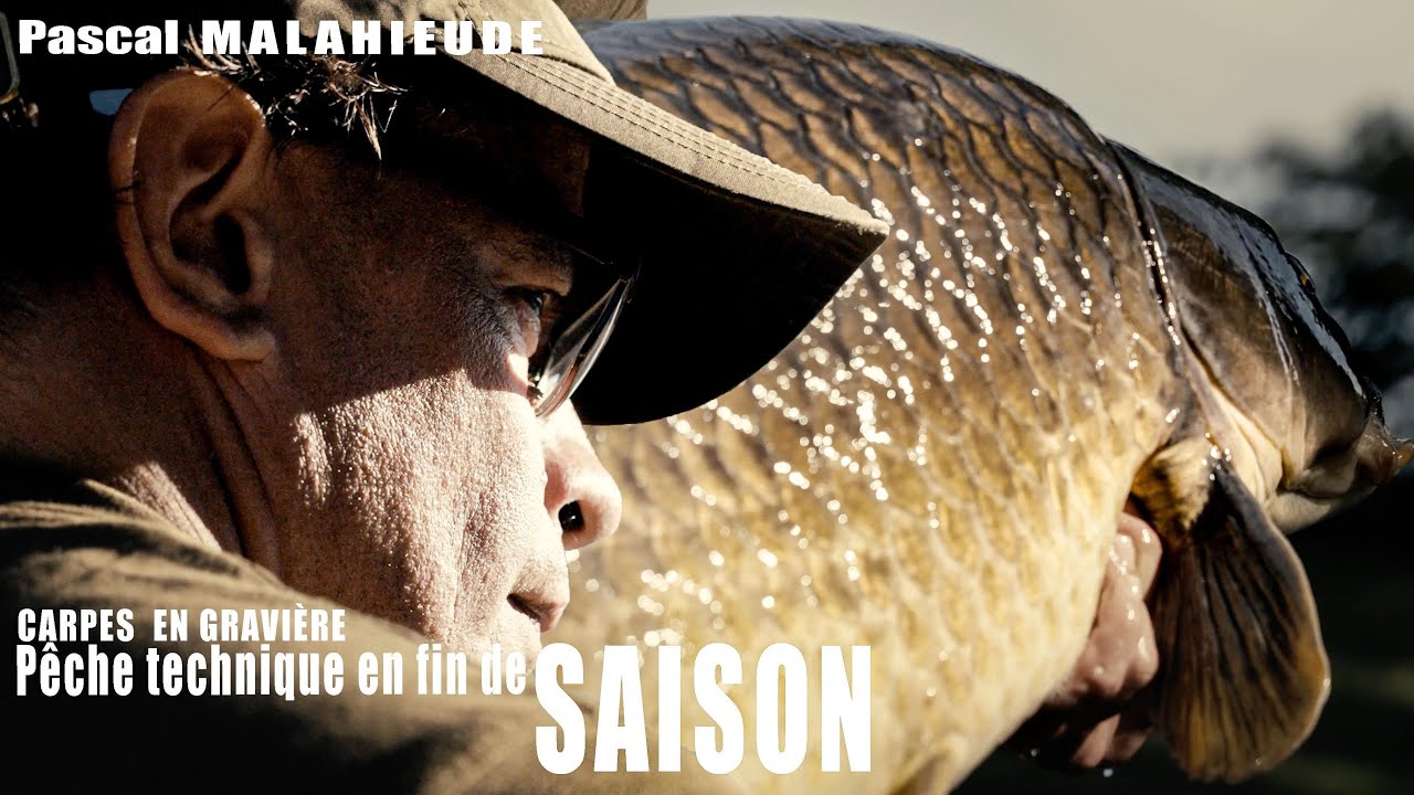 Pêche de la carpe en gravière: techniques en fin de saison.