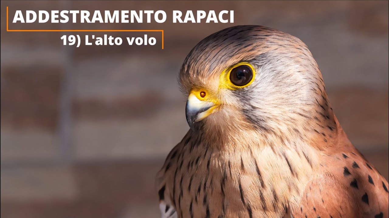 COME ADDESTRARE I RAPACI | 19) L'alto volo