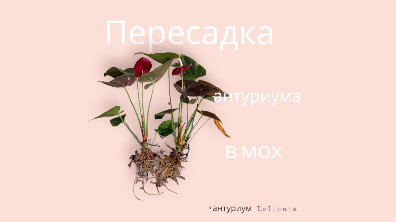 Произошло загнивание корней у антуриума.Пришлось пересадить в мох целенаправленно
