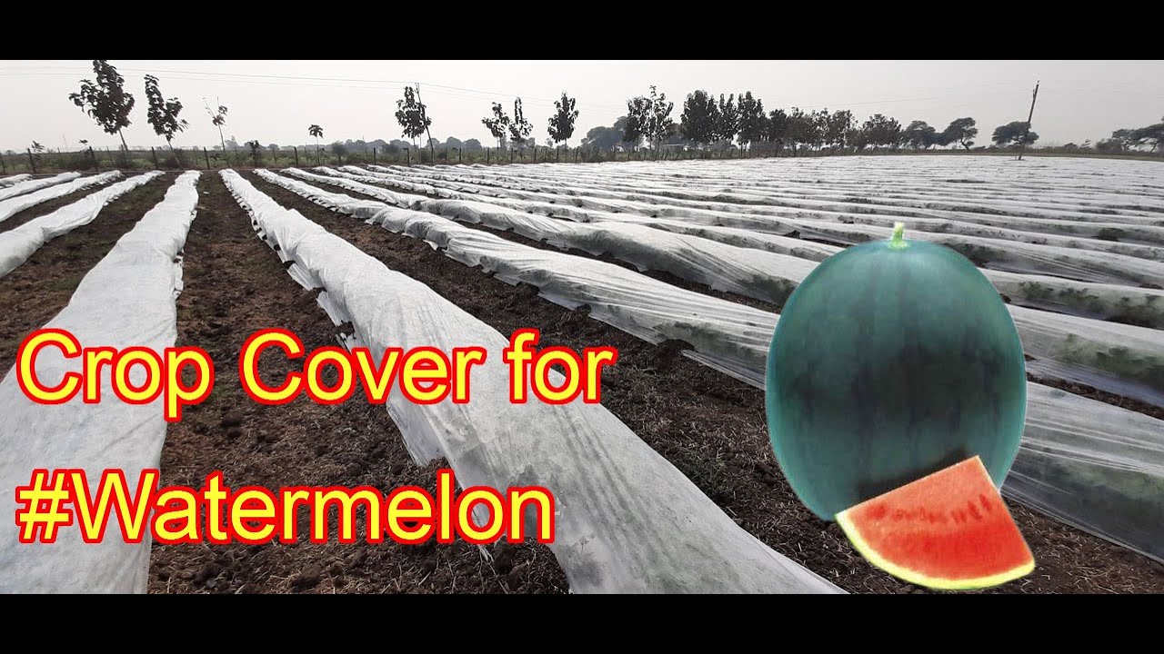 Crop Cover for Watermelon