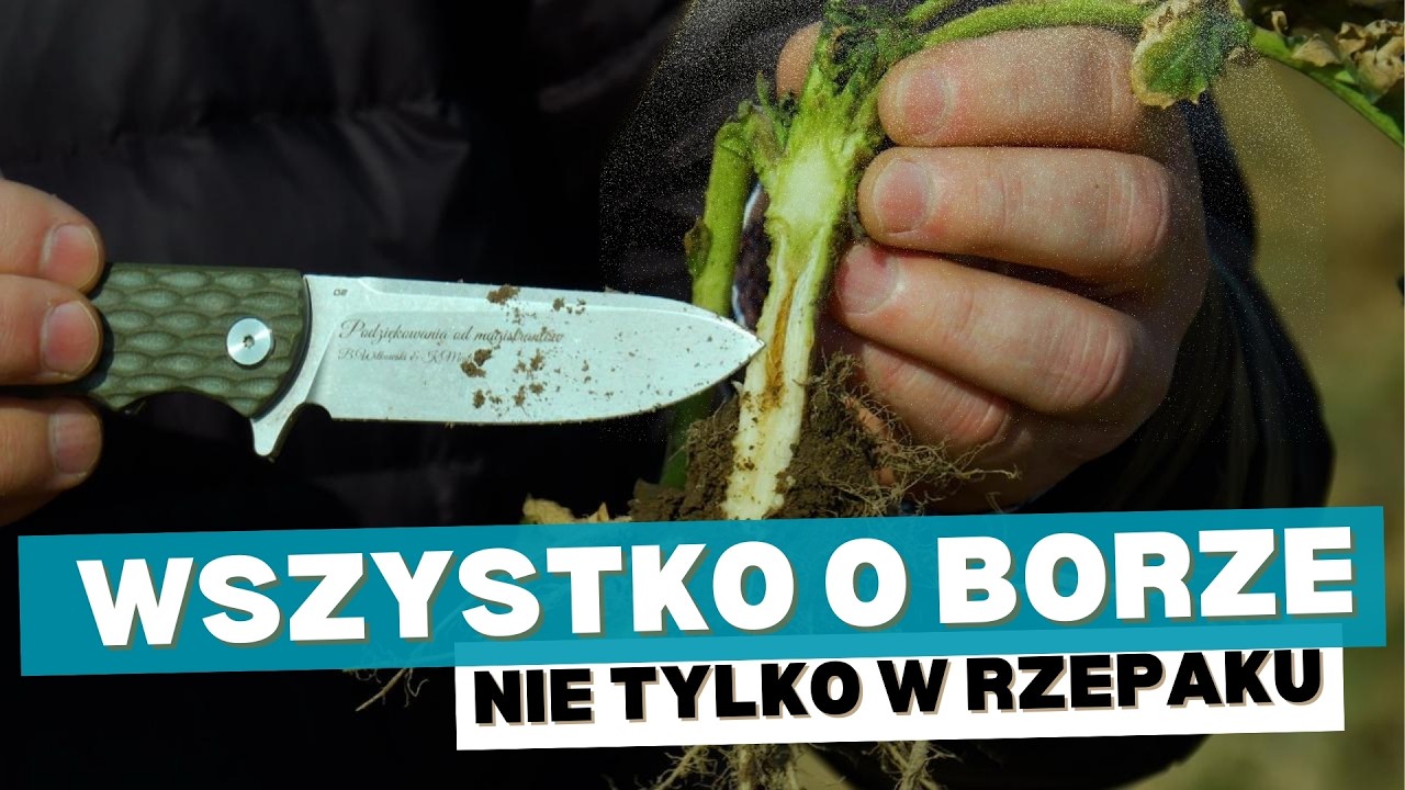Kiedy warto podać bor, i w jakiej formie?! Bor w rzepaku i nie tylko