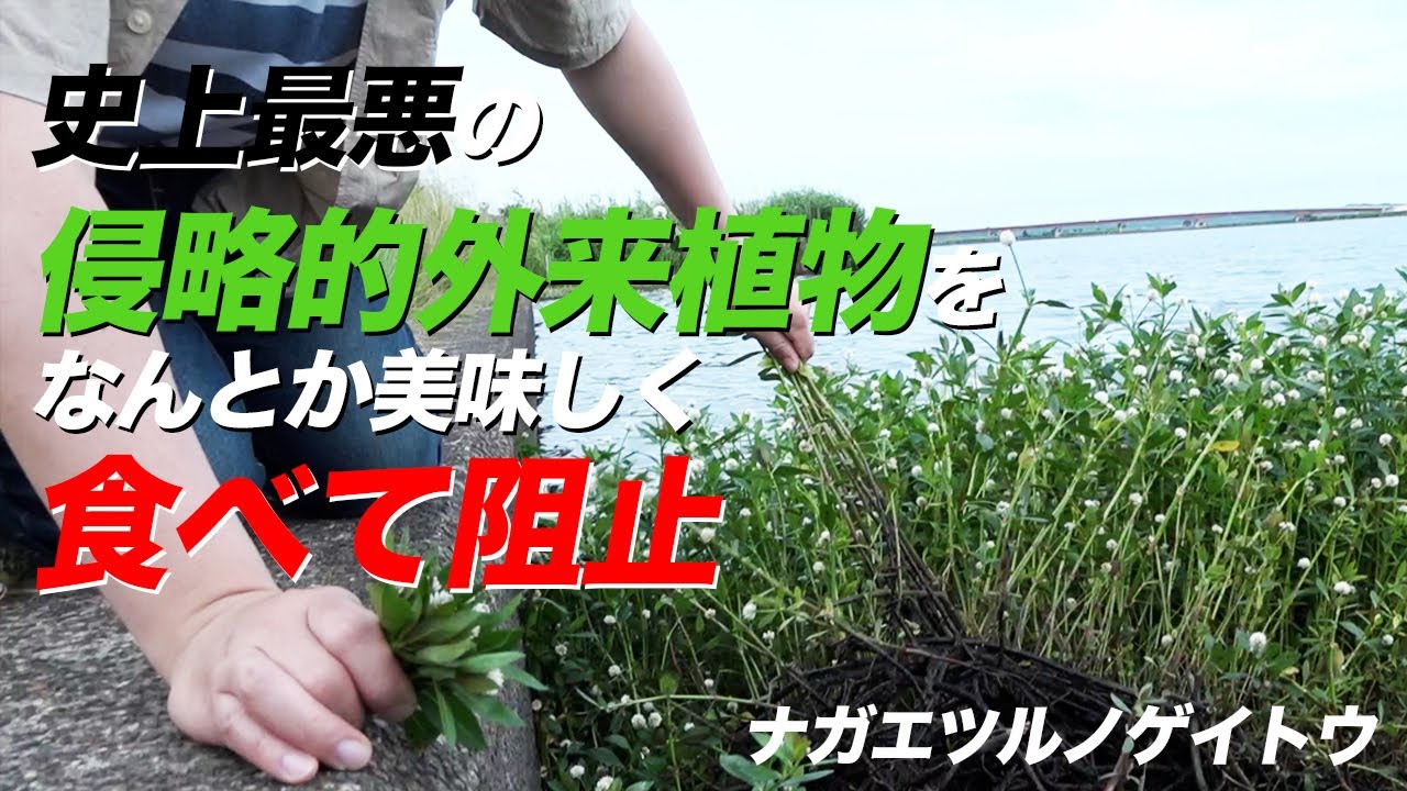 【侵略阻止】ナガエツルノゲイトウをなんとか食い止めたい！
