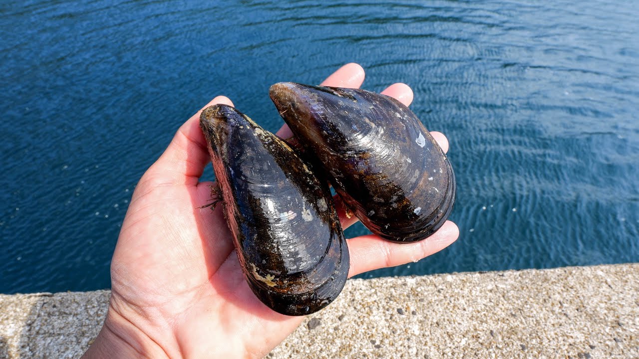 なんてことない堤防で貝を落とすと…憧れ続けた超大物が簡単に連発してしまった