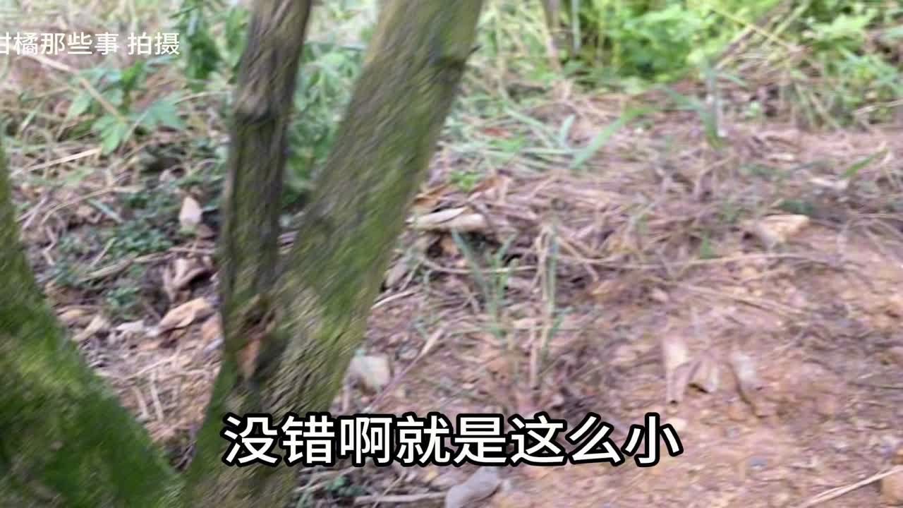 柑橘幼树的定干修剪到底有多重要？
