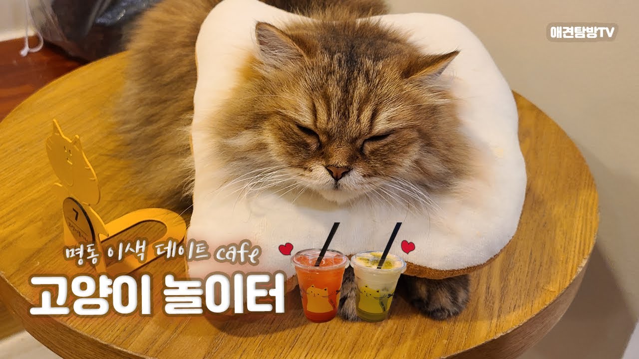 명동 이색데이트 카페, 고양이놀이터(Myeongdong Unique Date Cafe Cat Playground)