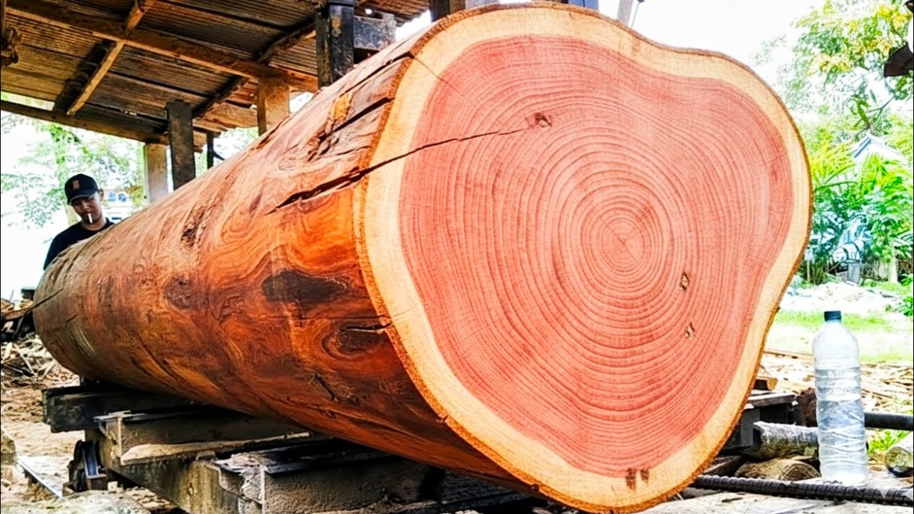 extraordinary natural Masterpiecs !! 🌲cutting down giant mahogany tree 