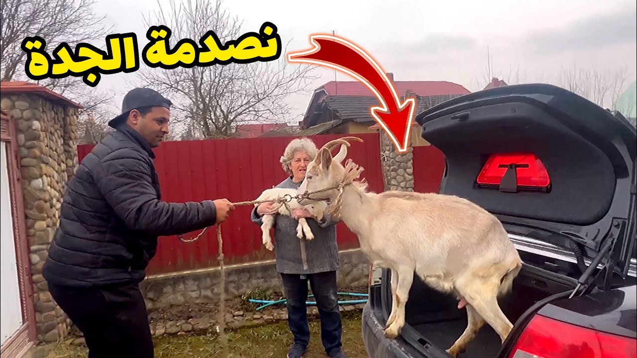 اشترينا معزة🐐😁 هدية لجدة _ وحلبناها 🥛 _ الريف الاوكراني | مصطفى ستار