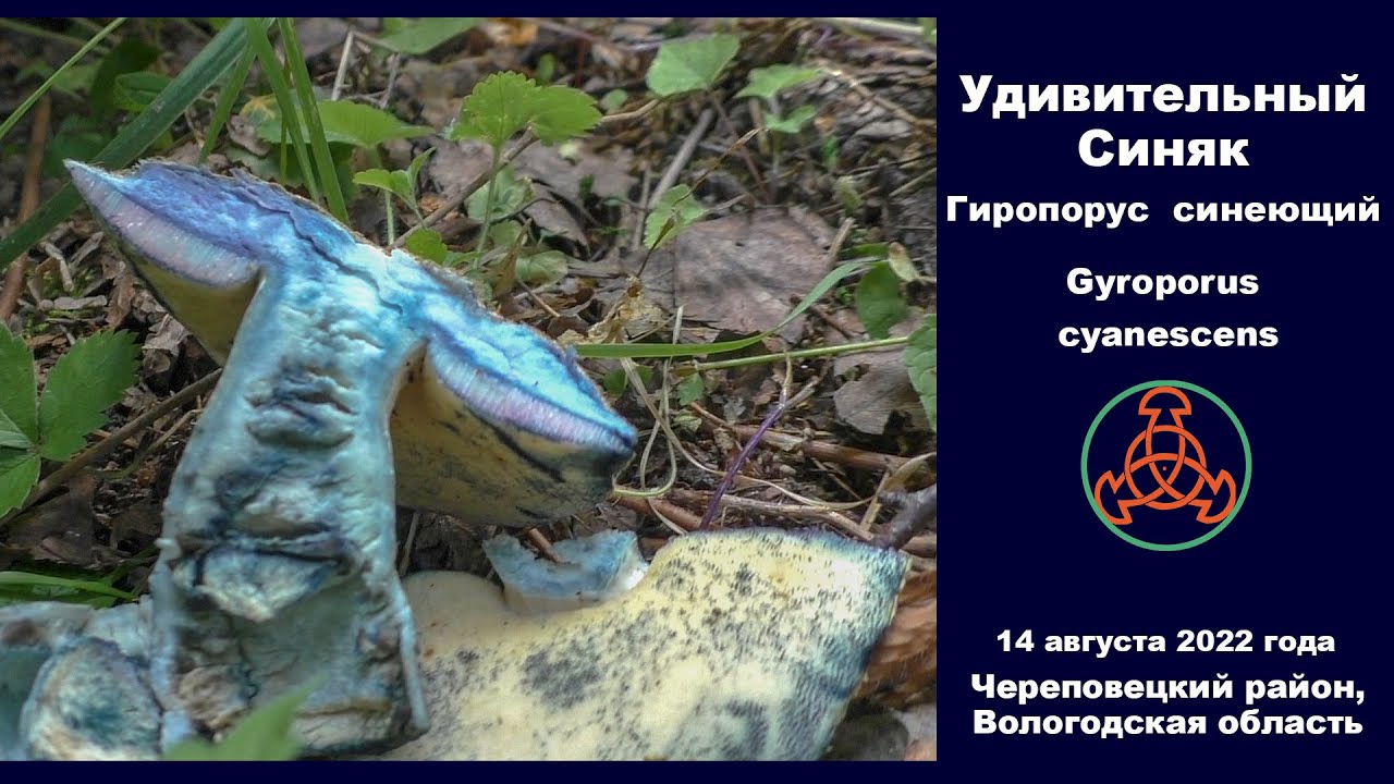 Удивительный Синяк. Гиропорус синеющий - Gyroporus cyanescens. Съедобный гриб.