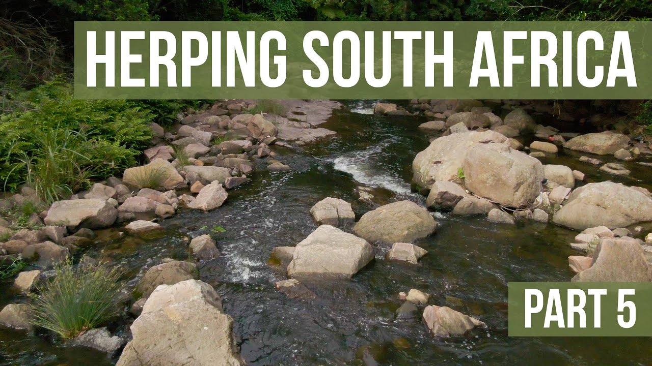 Herping South Africa Part 5 - Durban