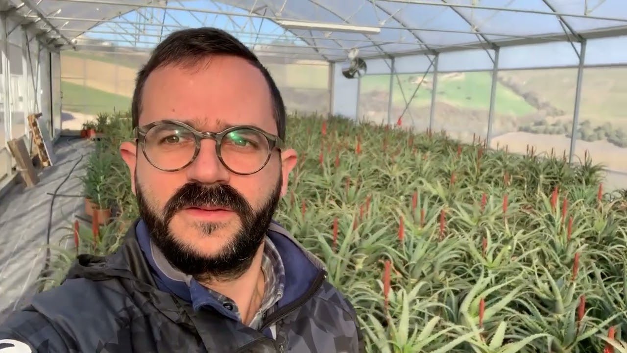 Aloe Arborescens, coltivazione italiana - Erbe di Mauro