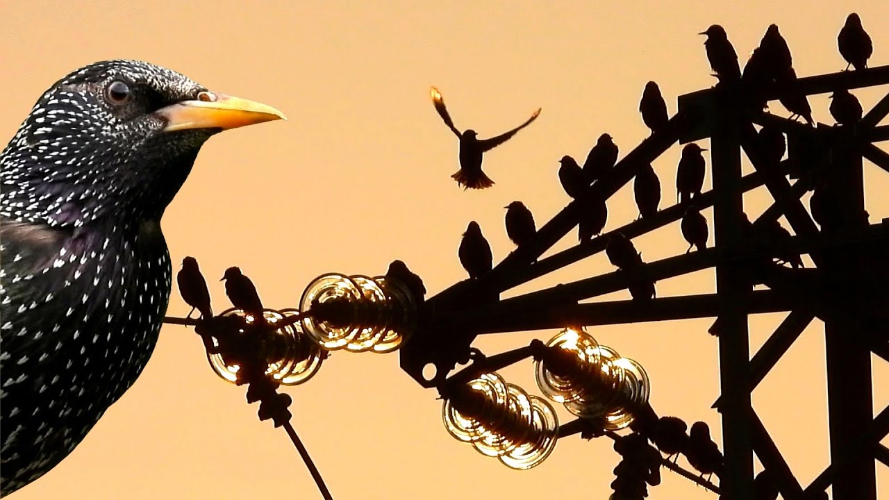 Lo Storno, Sturnus vulgaris, in Italia