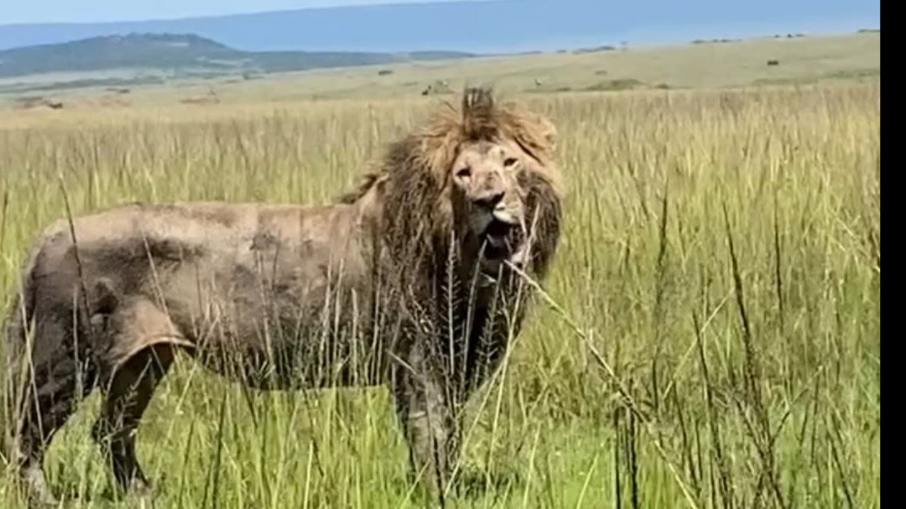Legendary Oloimina Male Lion with Young Rongai Sub Adults | Masaimara | 9 March 2026