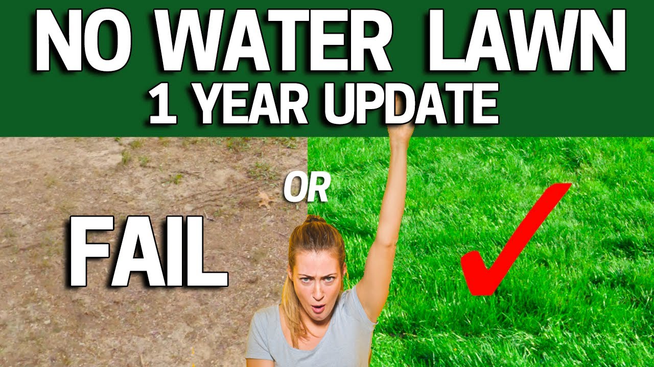 NO WATER LAWN- 1 Year Later Update