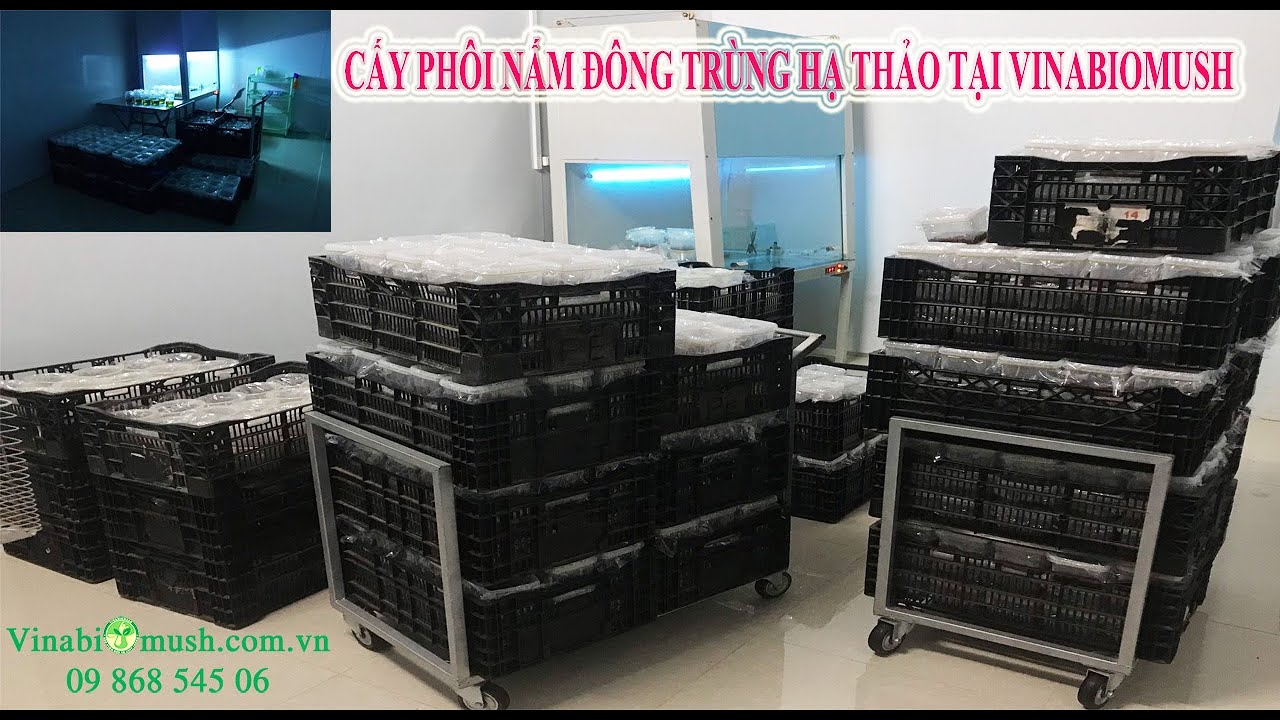 Kỹ Thuật Cấy Ph&ocirc;i Nấm Đ&ocirc;ng Tr&ugrave;ng Hạ Thảo  VINABIOMUSH