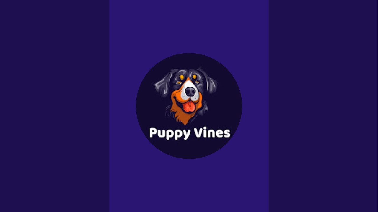 Cute Labrador Dogs Are Live Now 🥰