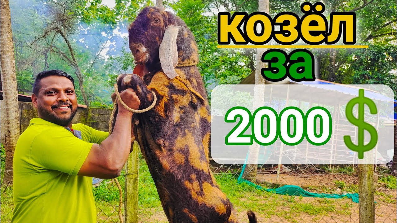 Индийские Породы Коз #индия