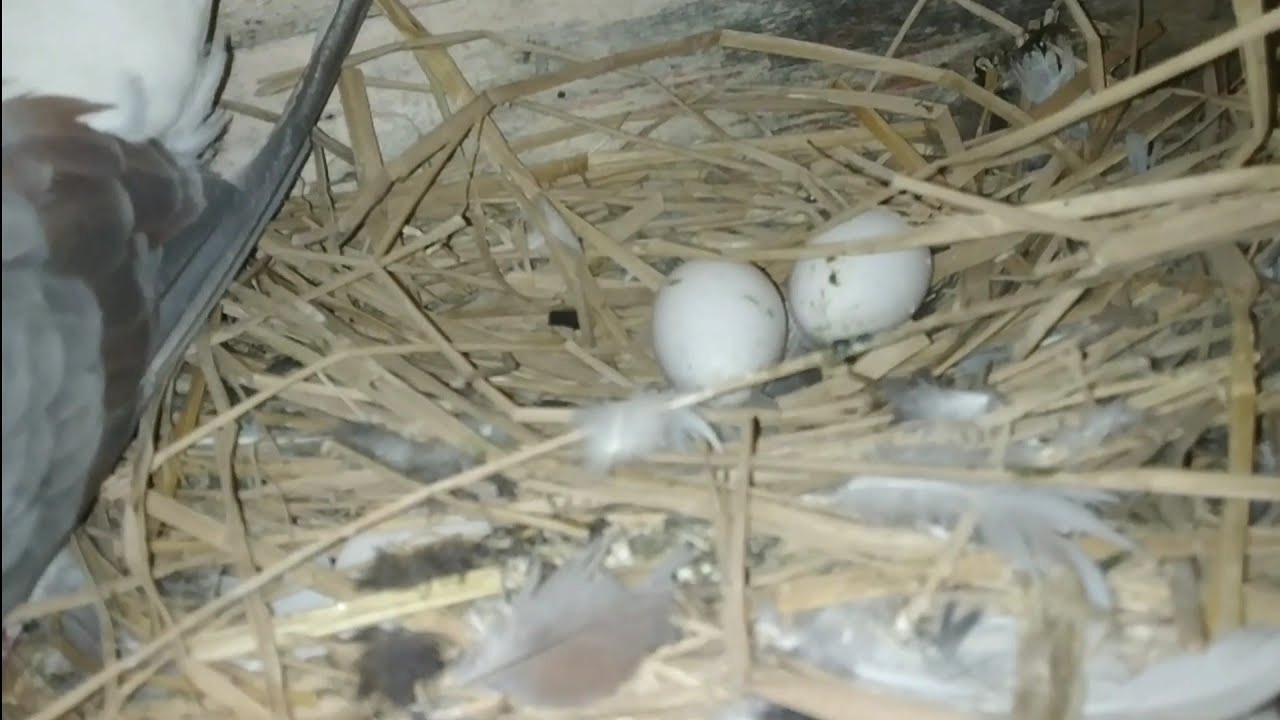 Visit my small pigeon setup and progress