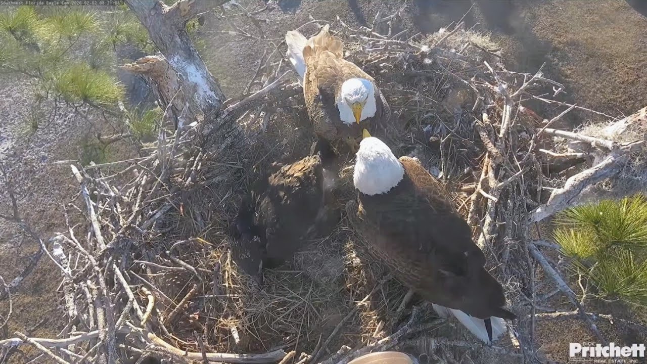 SWFL EAGLE CAM 2026.2.2 M15 and F23 are working hard for E26.