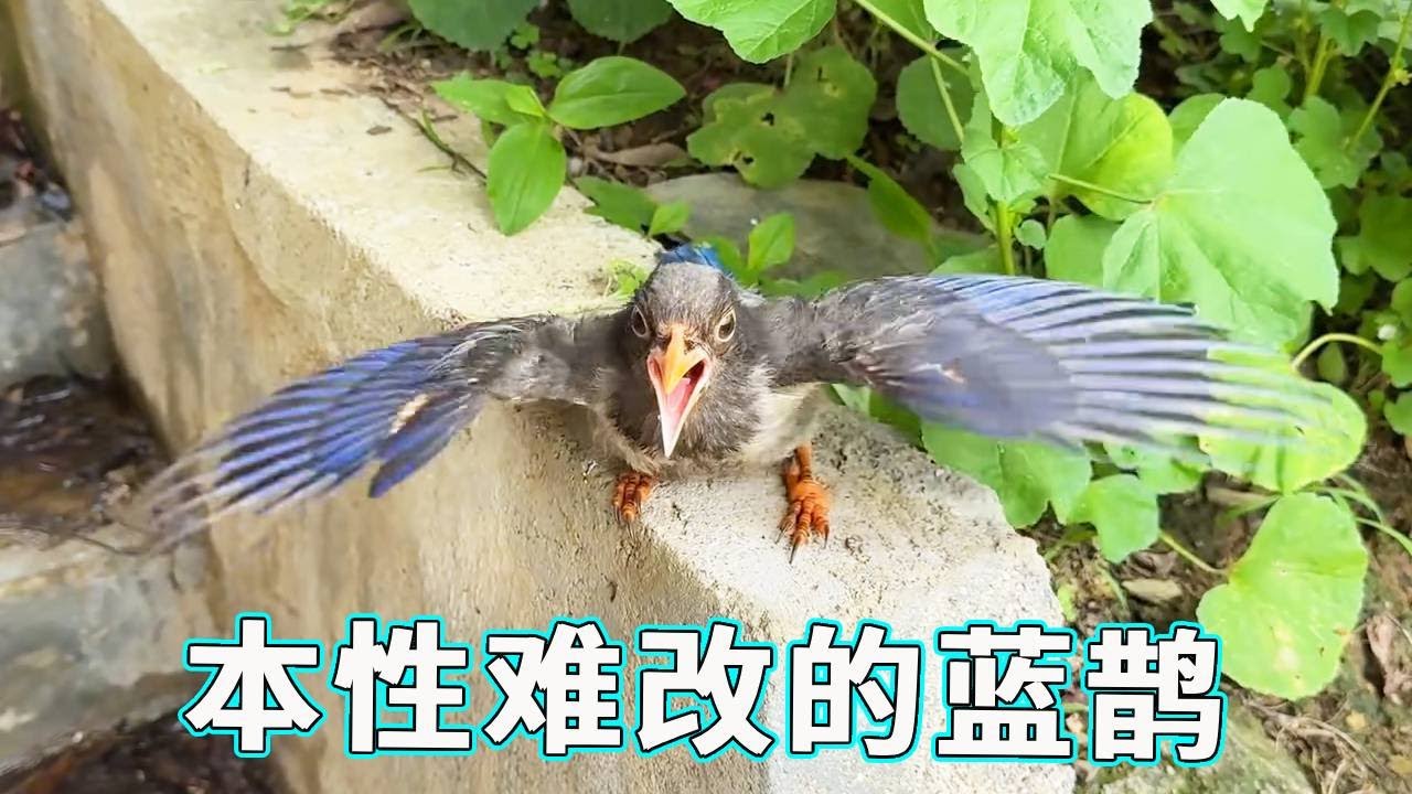 本性难改的蓝鹊，又被抓到在干“坏事儿”，小麻雀们都被吓得躲在墙角还好我来的及时！【天下一场梦】