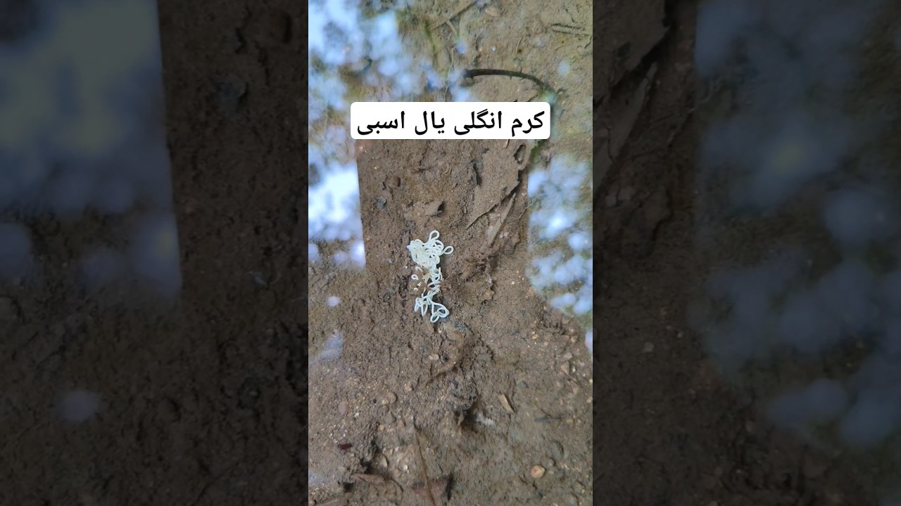 کرم انگلی یال اسبی. #nature #backpacking #wildlife #کرم #انگل #avancamp #آوان_کمپ