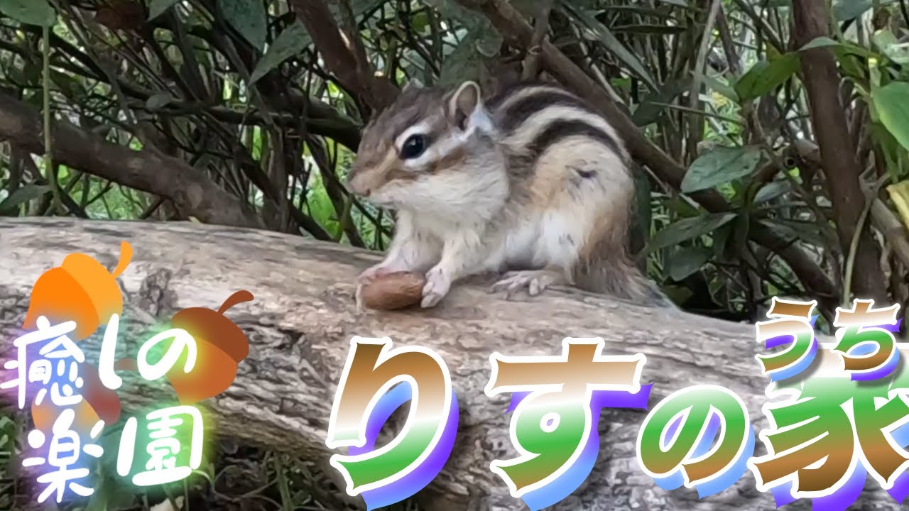 🐿️【哀愁】ドングリのぬくもりを感じるシマリスさん🥺
