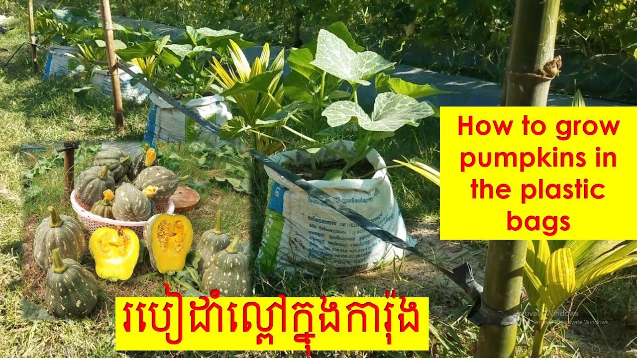 Simple steps growing pumpkins in waste plastic bags at home