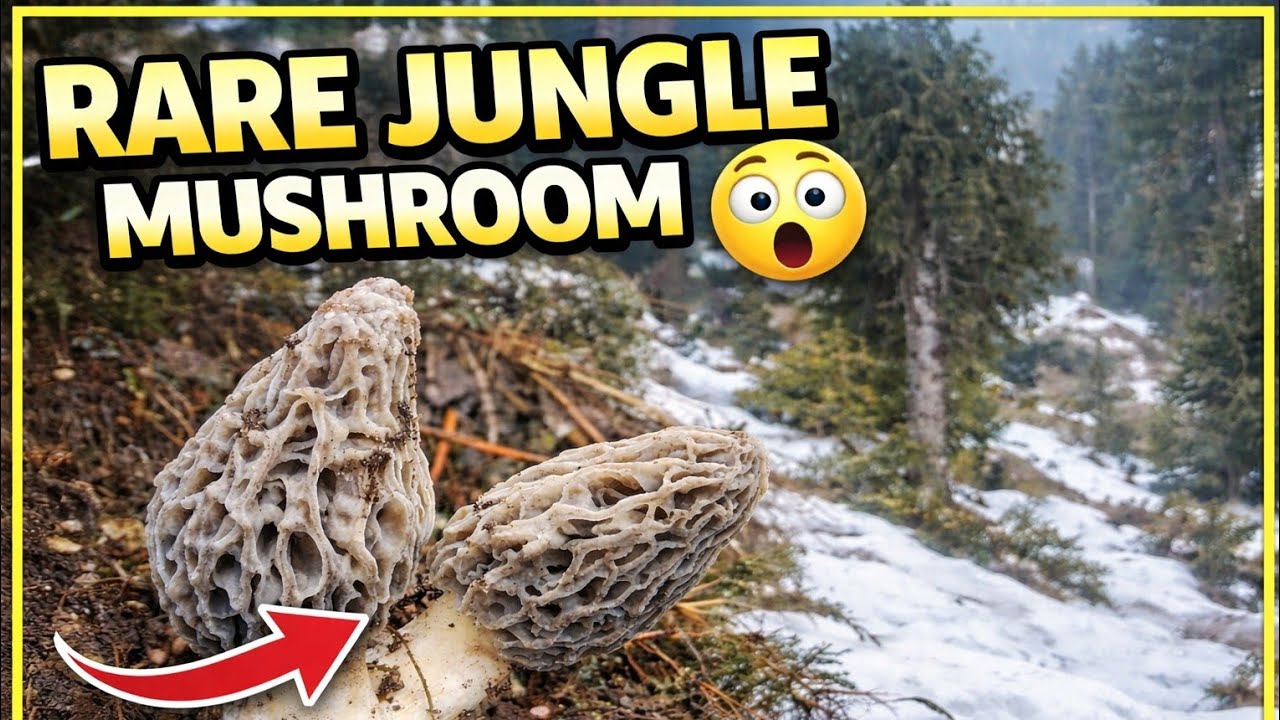 Jungle Ka Mehnga Mushroom 🍄 #MorelMushroom