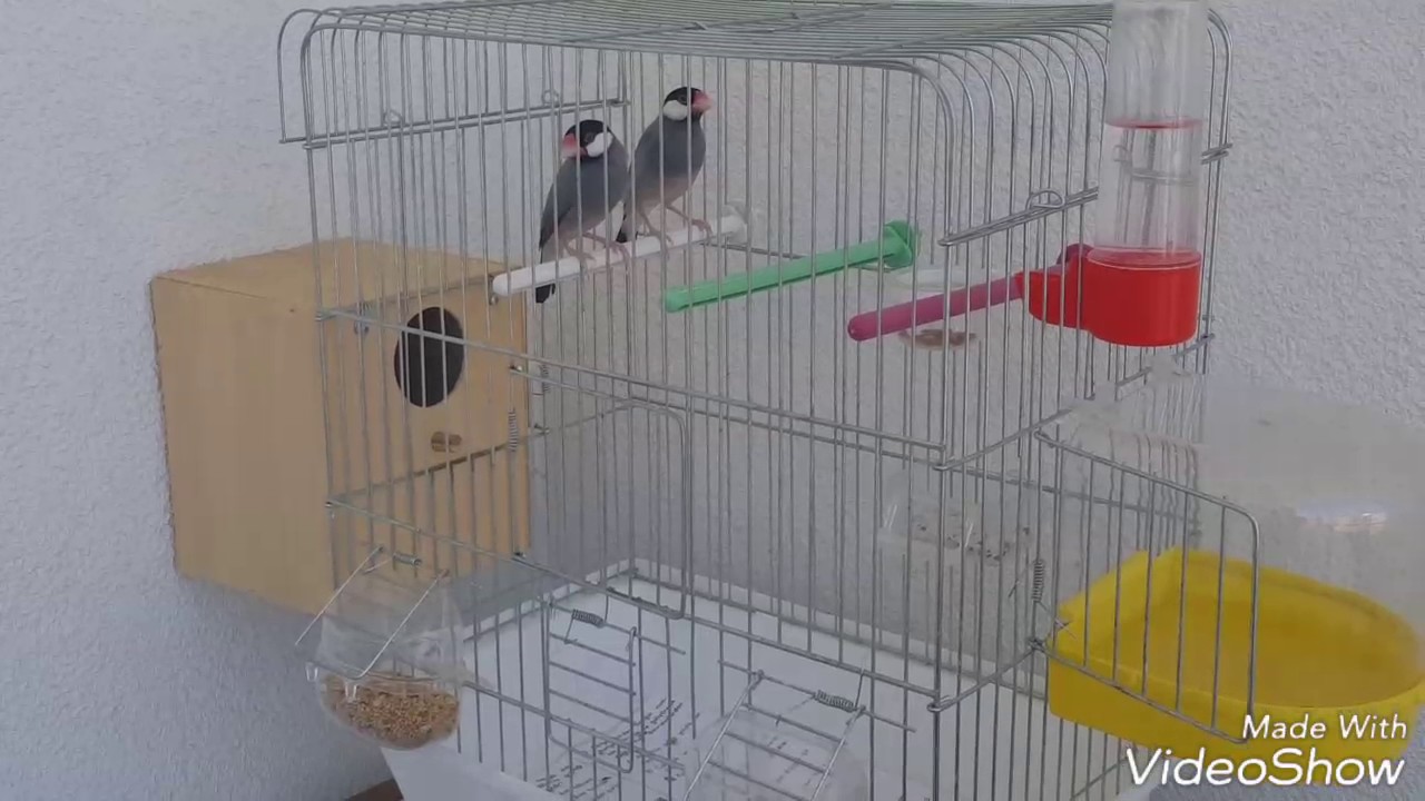 Kuşçu Mesut Abi | Java İspinozu çifti | Java Sparrow couple