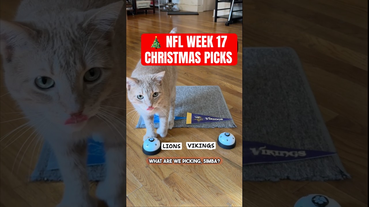 My Week 17 X-Mas picks! #NFL #nflpicks #catpicks #sportscomedy #SimbaWithTheThumbs