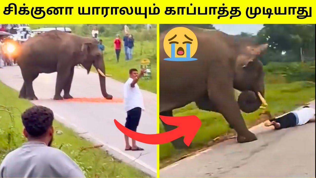 விலங்குகளிடம் சிக்கிய மனிதர்கள் | Animals Chasing Humans | Animal Encounters | TAMIL AMAZING FACTS