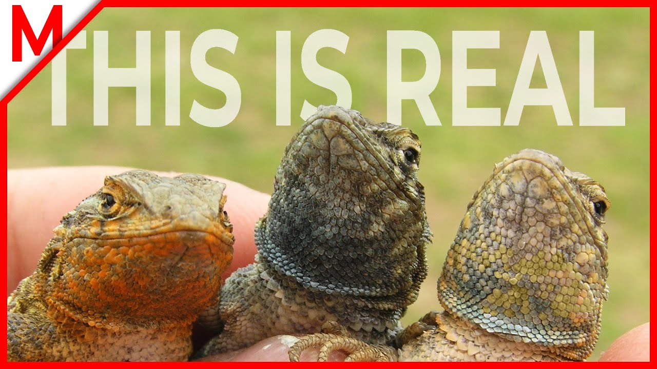 Lizards playing Rock - Paper - Scissors | THIS IS REAL ep.1