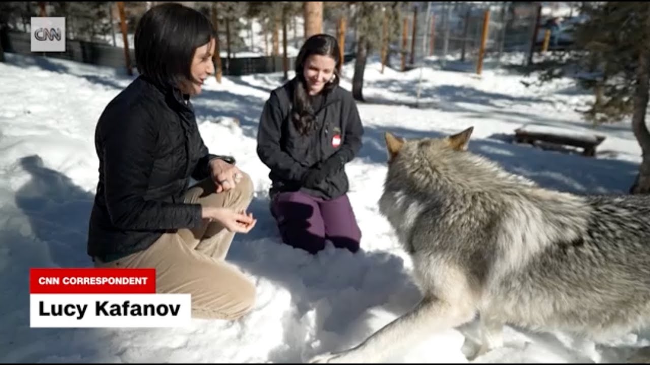 After near extinction, wolves are back in Colorado. So why are some against this apex predator?